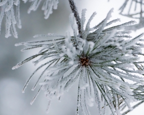 Winter Pine