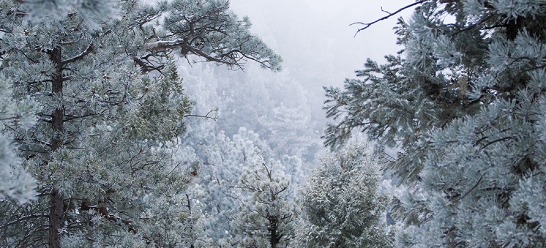 Winter Forest